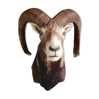 Mouflon Hunting Trophy