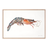 "Léa", the shrimp, art print 21/29.7 cm