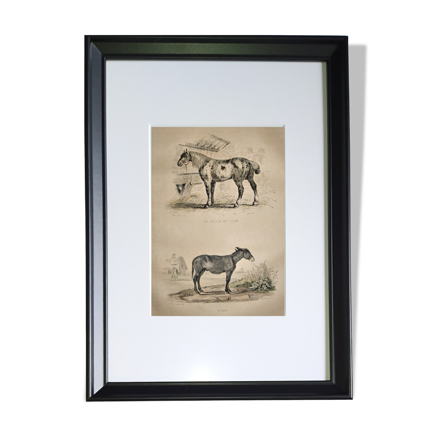 Original zoological frame engraving of 1839 " tait's horse,.... "