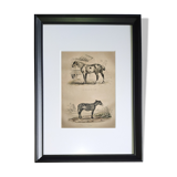 Original zoological frame engraving of 1839 " tait's horse,.... "