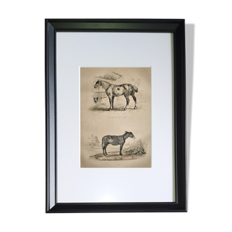 Original zoological frame engraving of 1839 " tait's horse,.... "