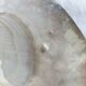 Shell-shaped pocket tray from the pearl oyster of the islands.