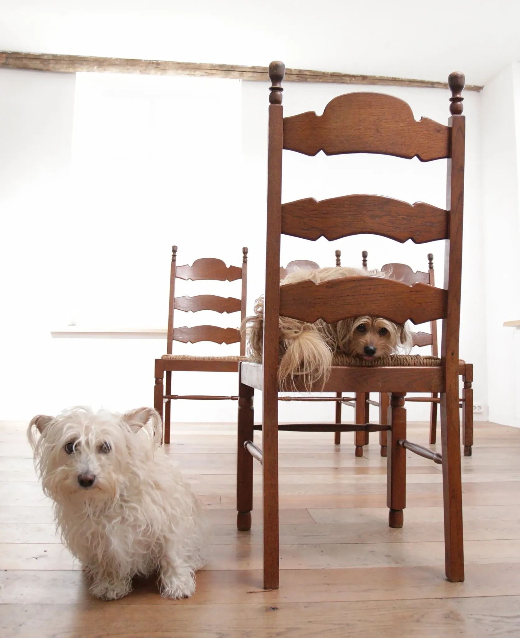 Ensemble de 4 chaises de salle à manger en chêne avec dossier échelle et sièges en paille.
