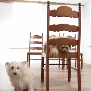 Ensemble de 4 chaises de salle à manger en chêne avec dossier échelle et sièges en paille.