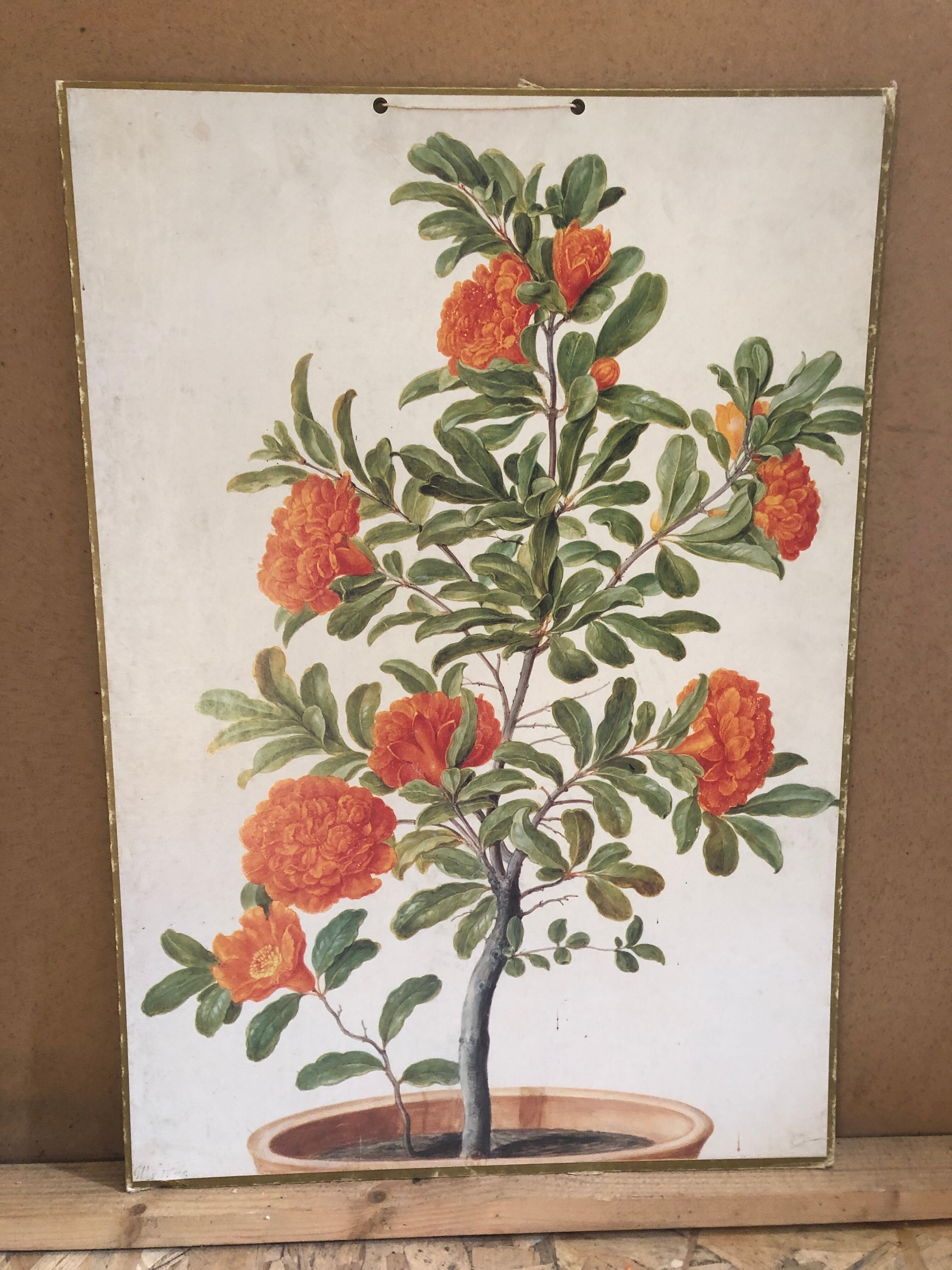 Old botanical board bernard carant paris vintage flowers