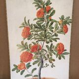 Old botanical board bernard carant paris vintage flowers