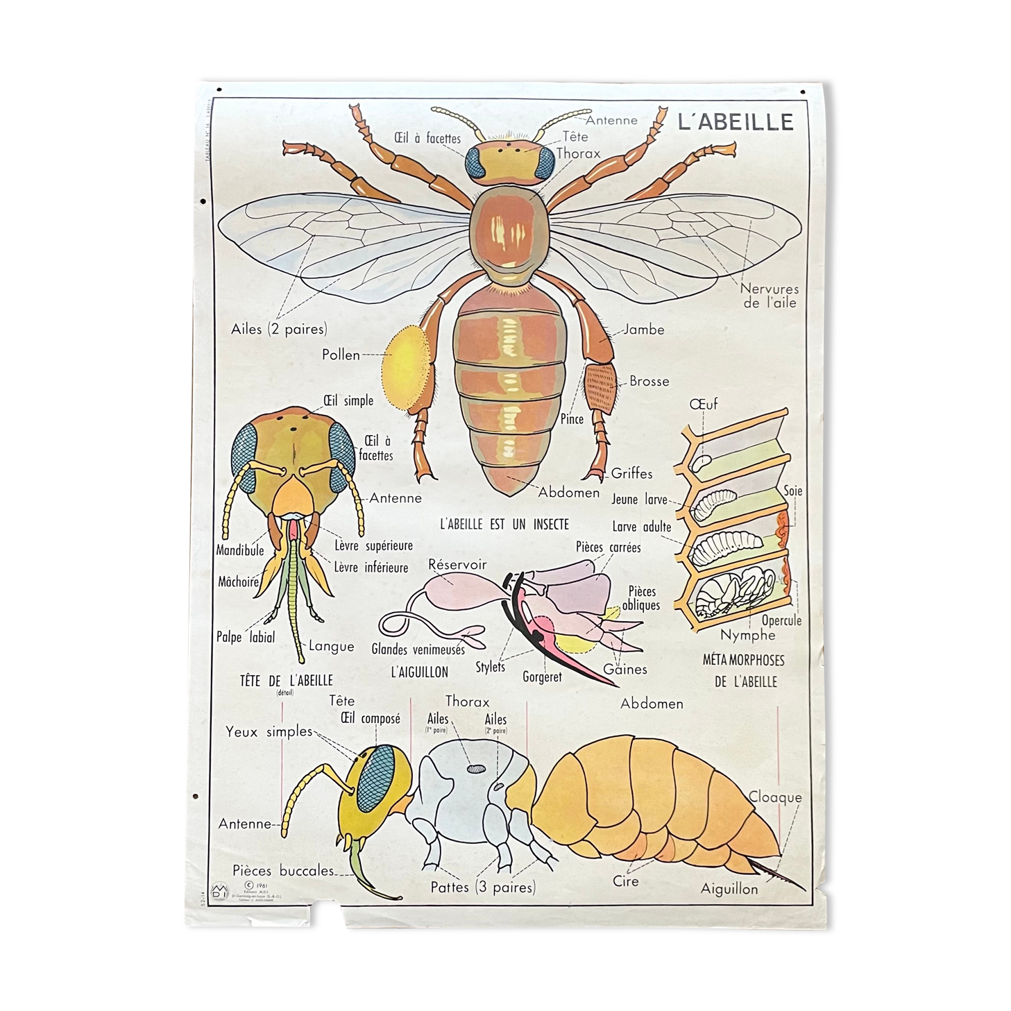 School poster the bee / The fish