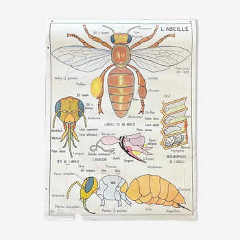 Affiche scolaire l’abeille / Les poissons