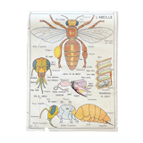 School poster the bee / The fish