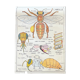 Affiche scolaire l’abeille / Les poissons