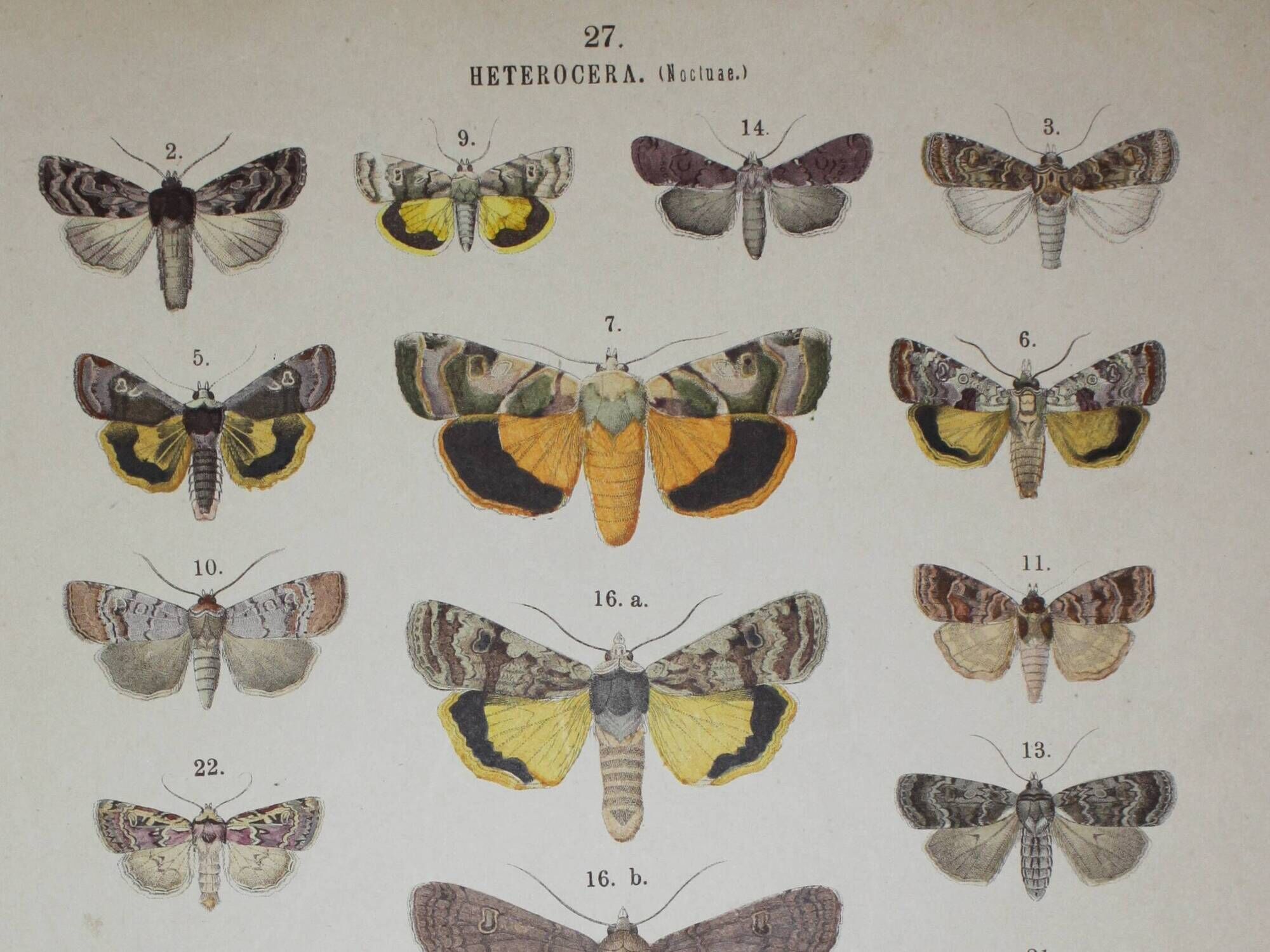 Old engraving of Butterflies - Lithograph from 1887 - Strigula - Original zoological illustration