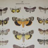 Old engraving of Butterflies - Lithograph from 1887 - Strigula - Original zoological illustration