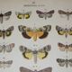 Old engraving of Butterflies - Lithograph from 1887 - Strigula - Original zoological illustration