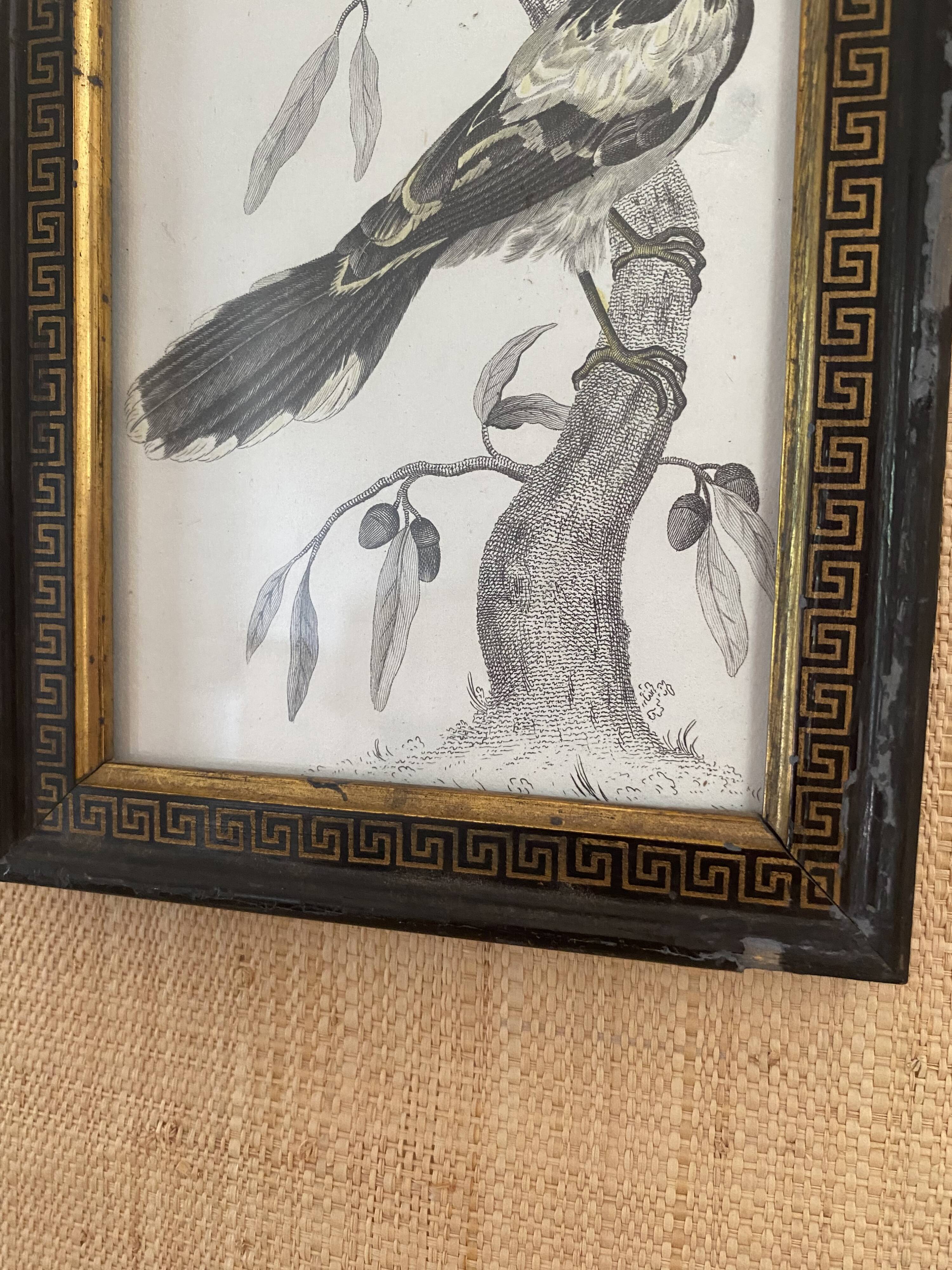 Zoological engraving 1808, 19th-century wooden frame