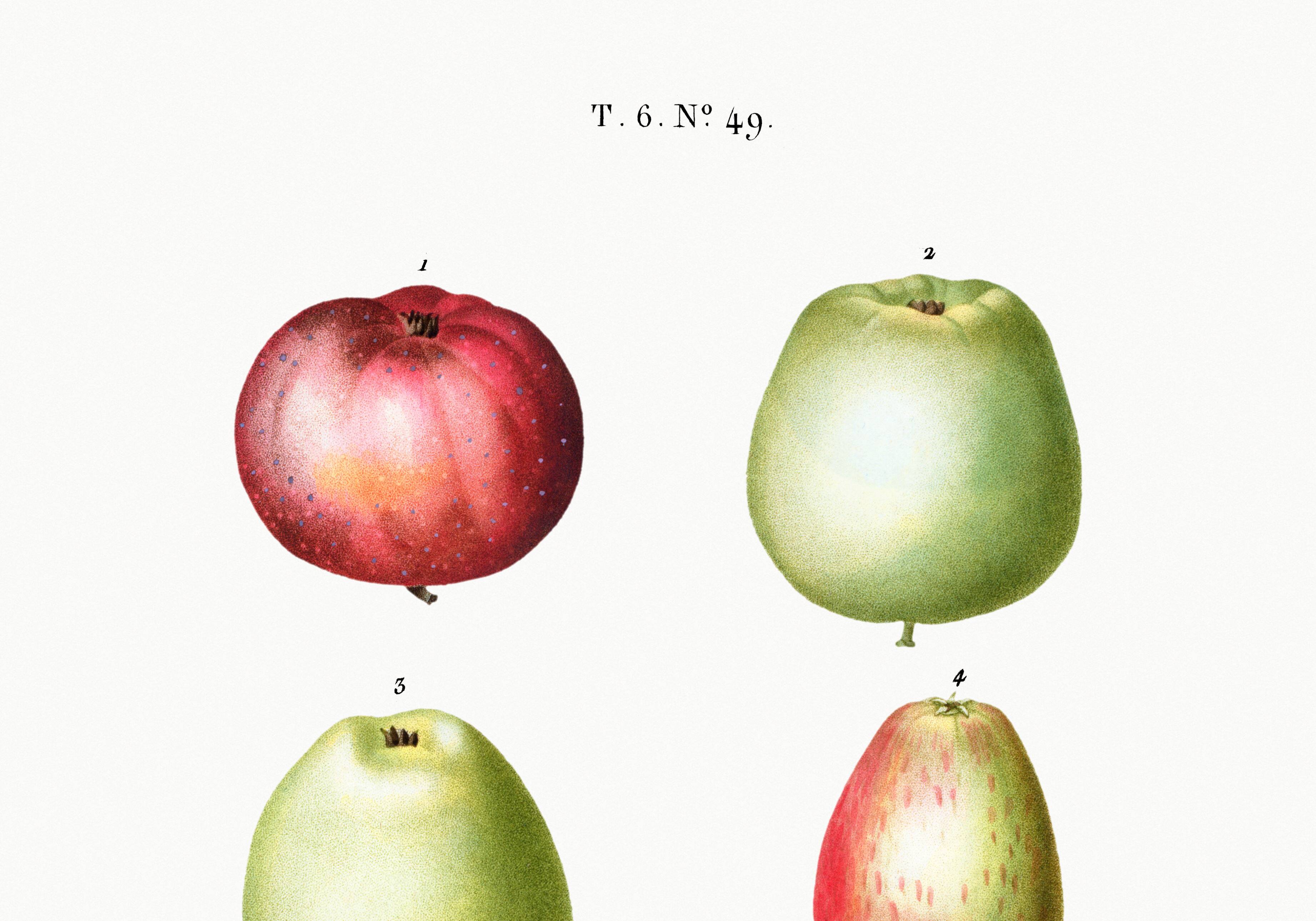 Poster about apples, based on an old engraving from 1802