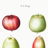 Poster about apples, based on an old engraving from 1802