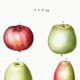 Poster about apples, based on an old engraving from 1802