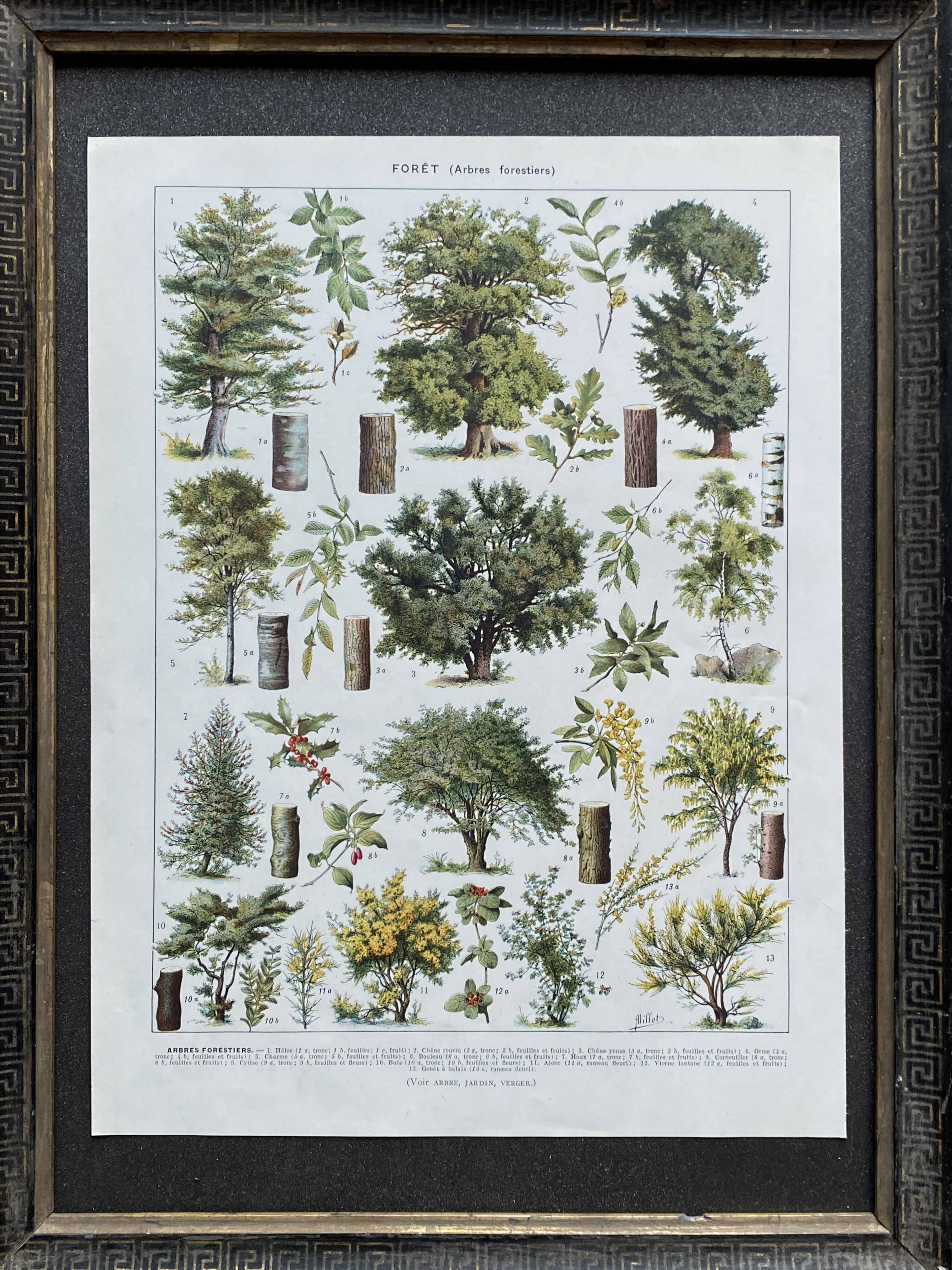 Old Millot illustration "Forest, forest trees"