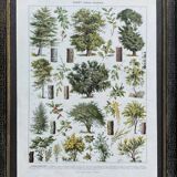 Old Millot illustration "Forest, forest trees"