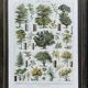 Old Millot illustration "Forest, forest trees"