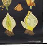 Large Vintage School Card Tulip Flowers Jung Koch Quentell 117cm