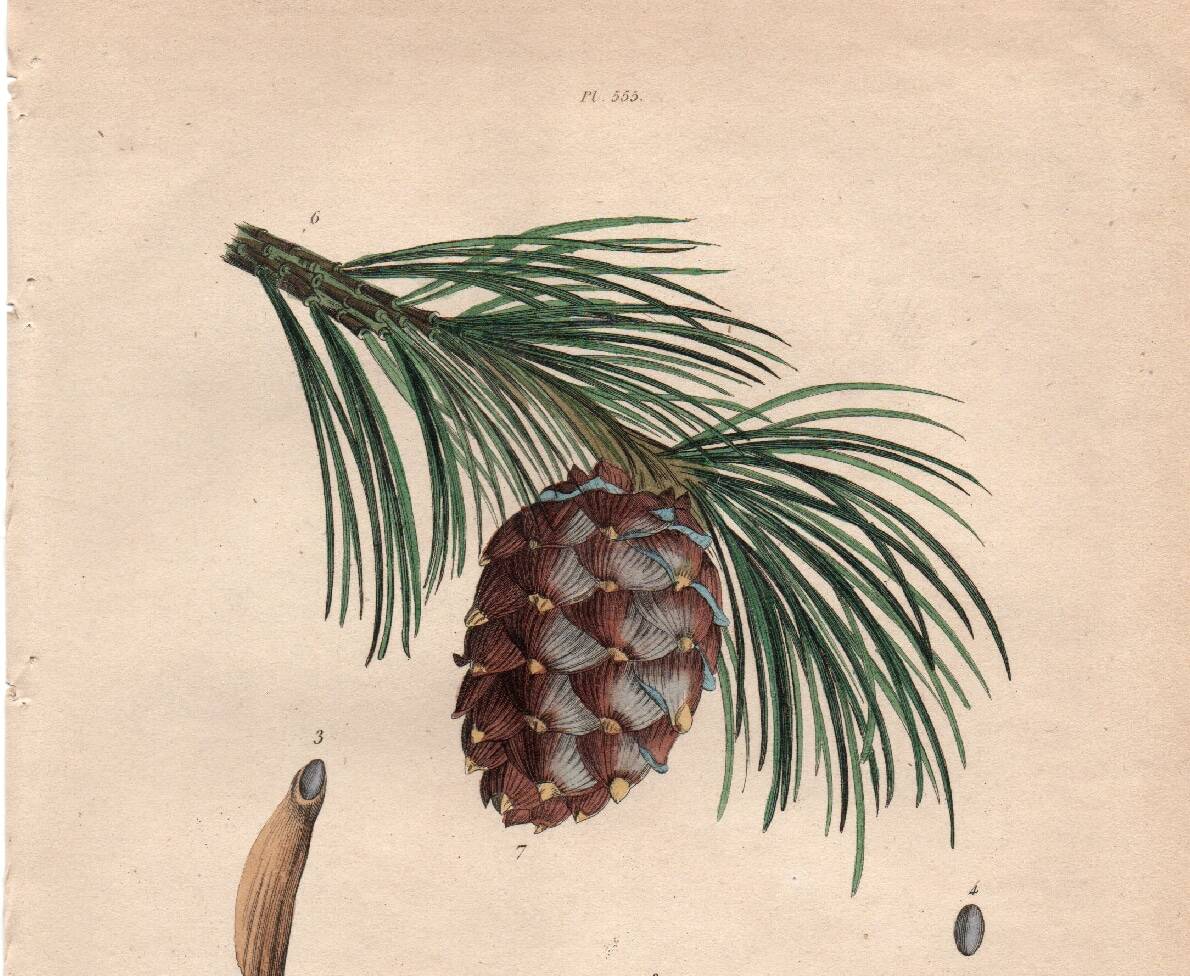 Old engraving from 1839 - Maritime pine and cones - hand-coloured plate