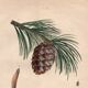 Old engraving from 1839 - Maritime pine and cones - hand-coloured plate