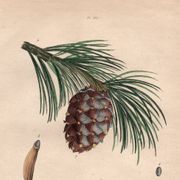 Old engraving from 1839 - Maritime pine and cones - hand-coloured plate