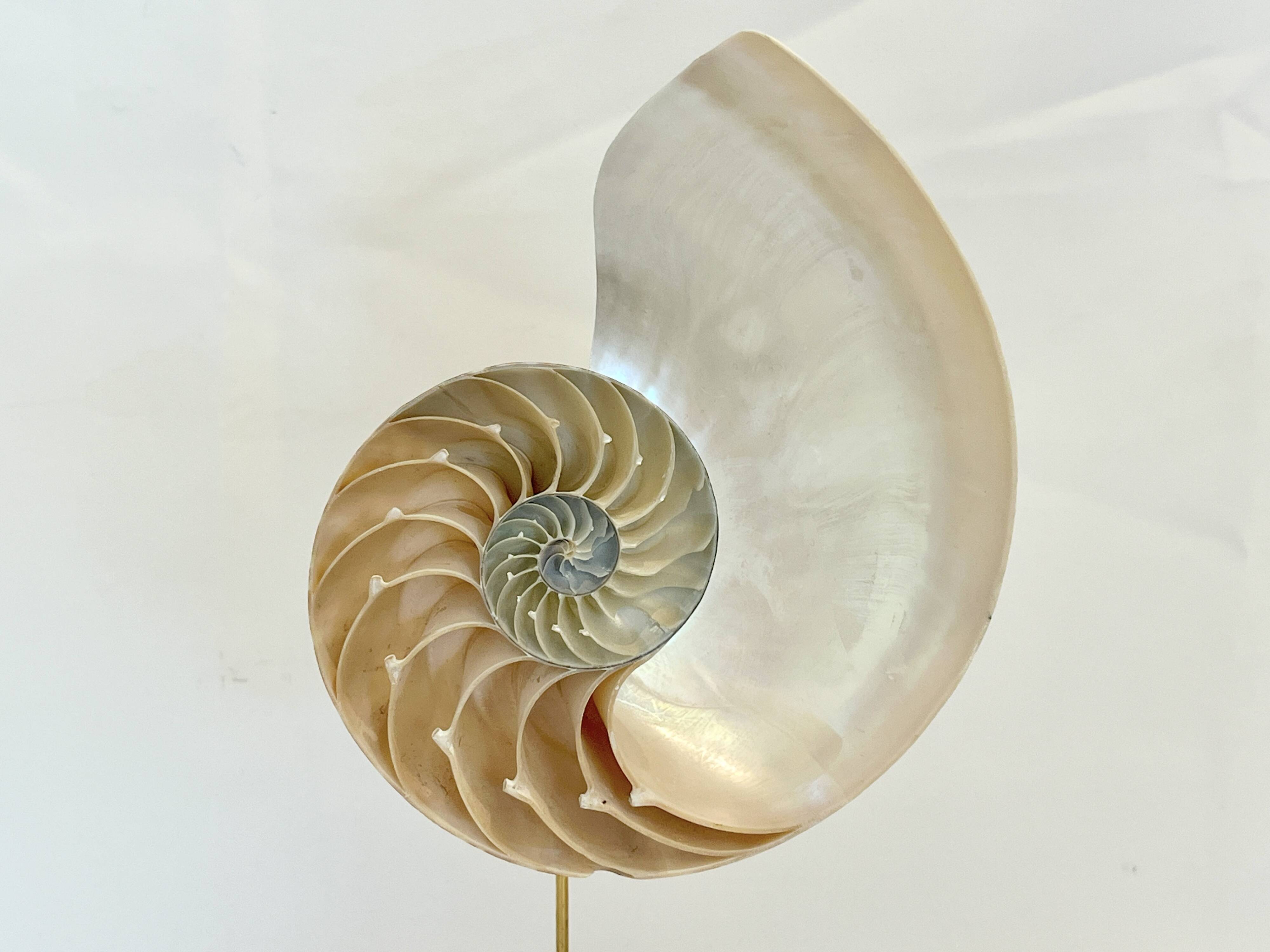 Antique large half nautilus on wooden base cabinet of curiosities