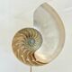 Antique large half nautilus on wooden base cabinet of curiosities