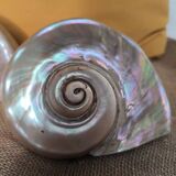 Mother of pearl shells