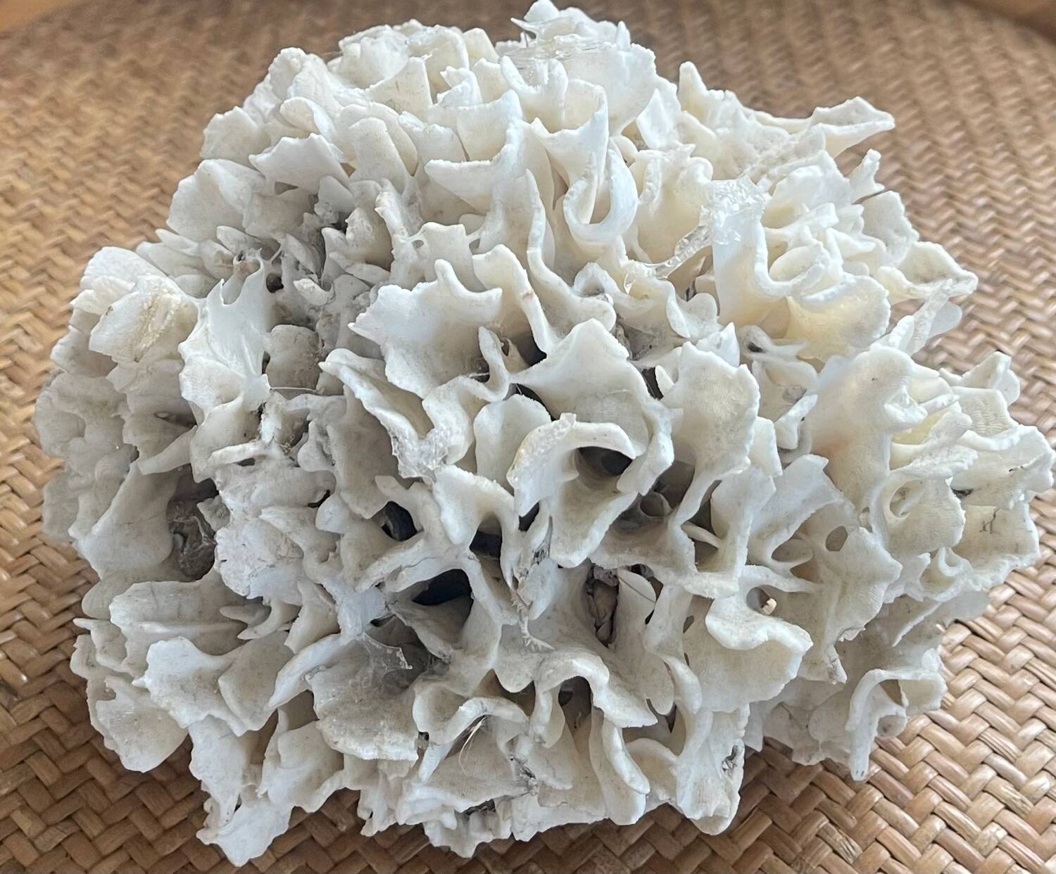 Ancient coral