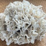 Corail ancien