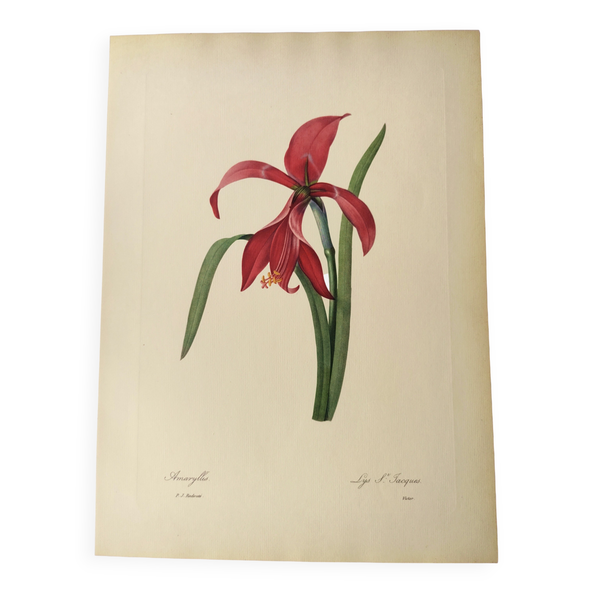 Antique botanical engraving -1955- Amaryllis - St. Jacques Lily- by PJ. Redouté. Vintage nature