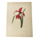 Antique botanical engraving -1955- Amaryllis - St. Jacques Lily- by PJ. Redouté. Vintage nature