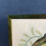 Botanical bird engraving