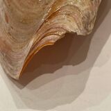 Shell volute