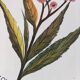 Set of three square plates from Deruta signed MARI E.C., botanical decoration 962.21