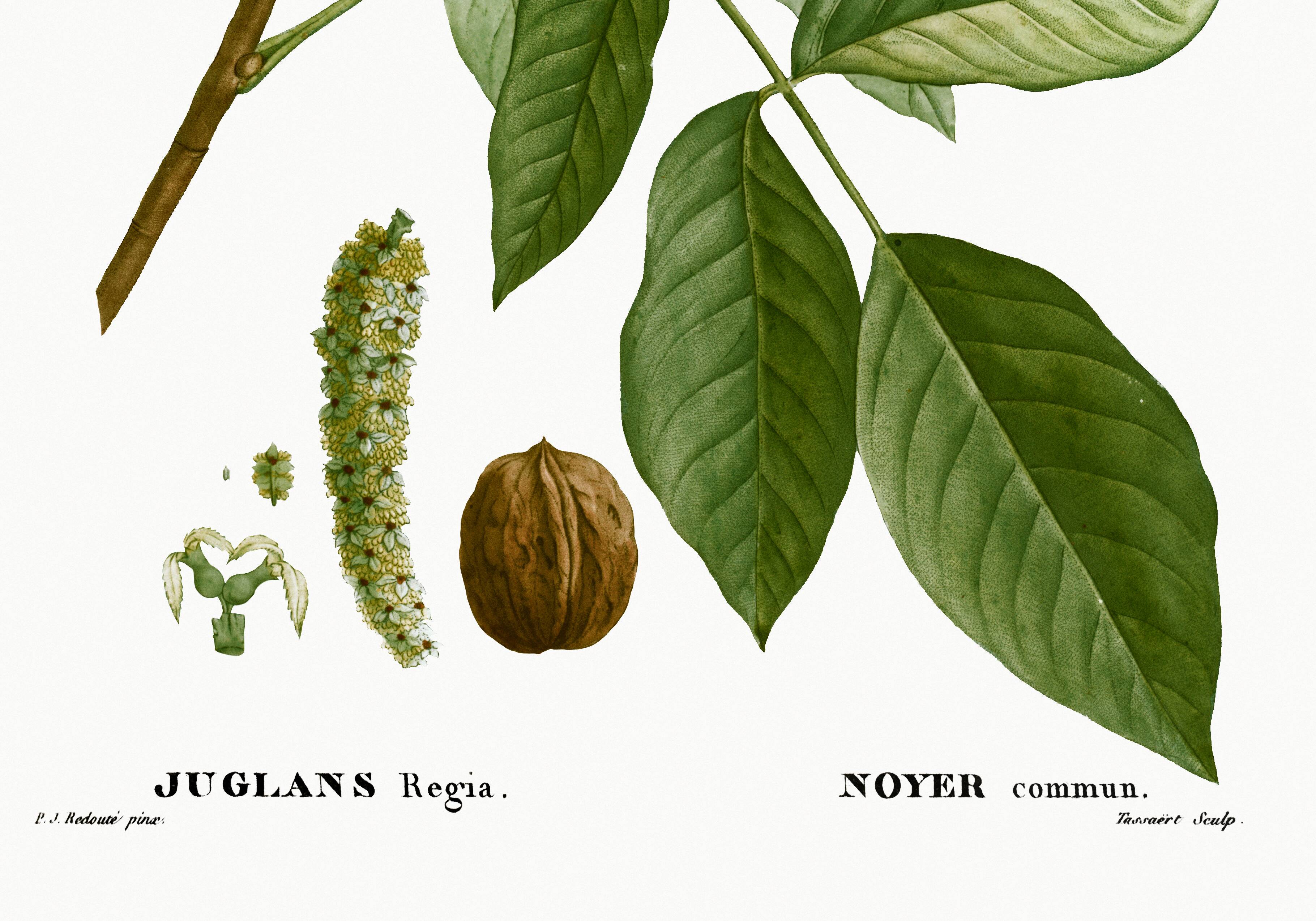 Botanical poster about the walnut tree, based on an old engraving from 1802