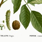 Botanical poster about the walnut tree, based on an old engraving from 1802
