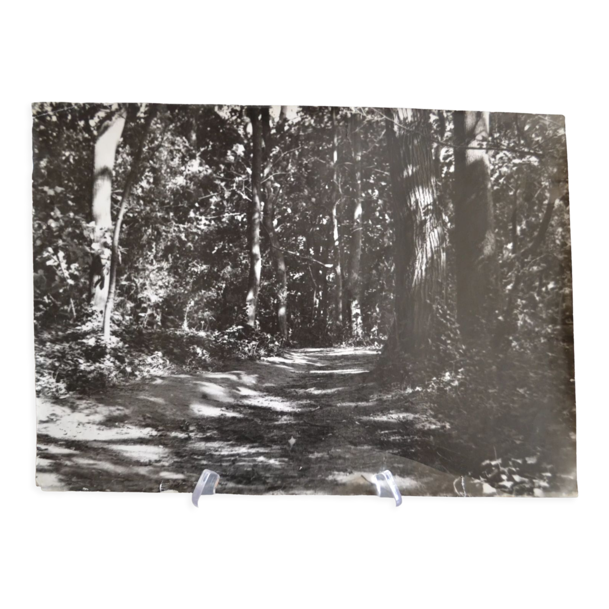 Anonymous film photo forest circa 1970