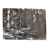 Anonymous film photo forest circa 1970