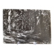 Anonymous film photo forest circa 1970