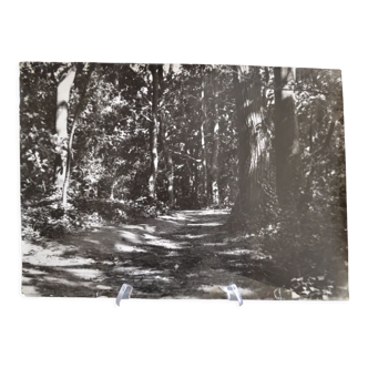 Anonymous film photo forest circa 1970