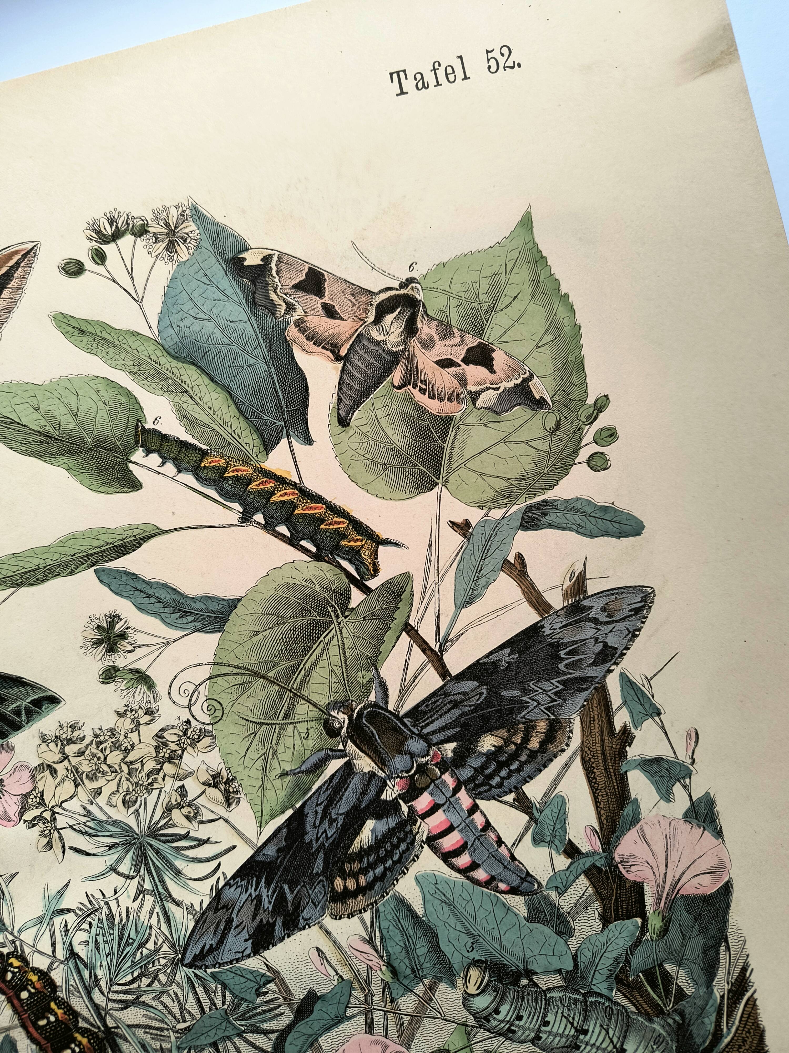 Old engraving from 1886 - Sphinx Butterflies (1) - Zoological lithograph