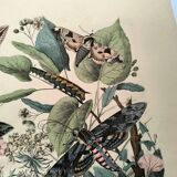 Old engraving from 1886 - Sphinx Butterflies (1) - Zoological lithograph