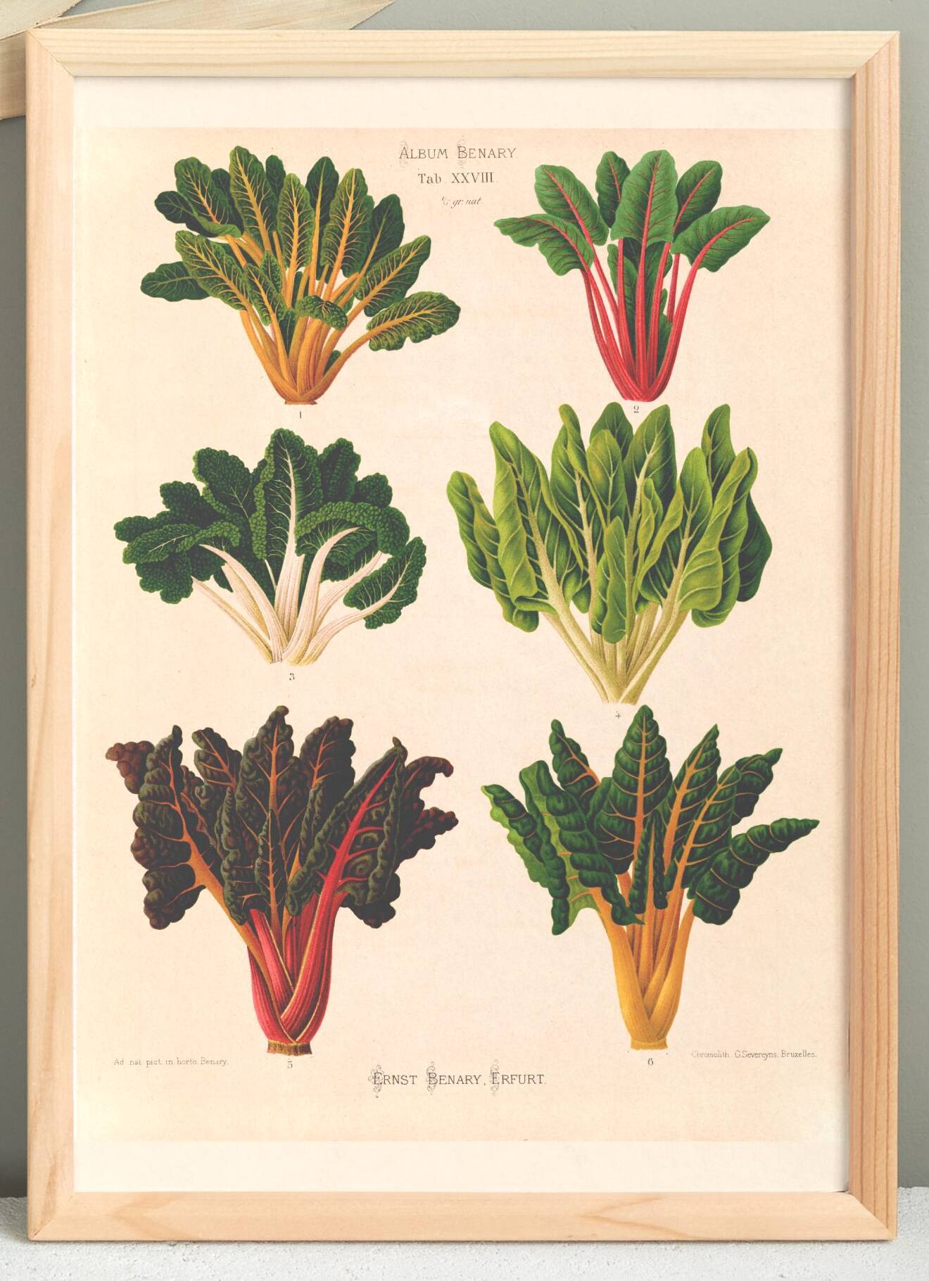Poster about "the carding beet" based on an old engraving from 1886.
