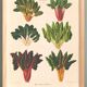 Poster about "the carding beet" based on an old engraving from 1886.