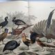 Engraving from 1886 - Birds & chickens - vintage old plate peacock