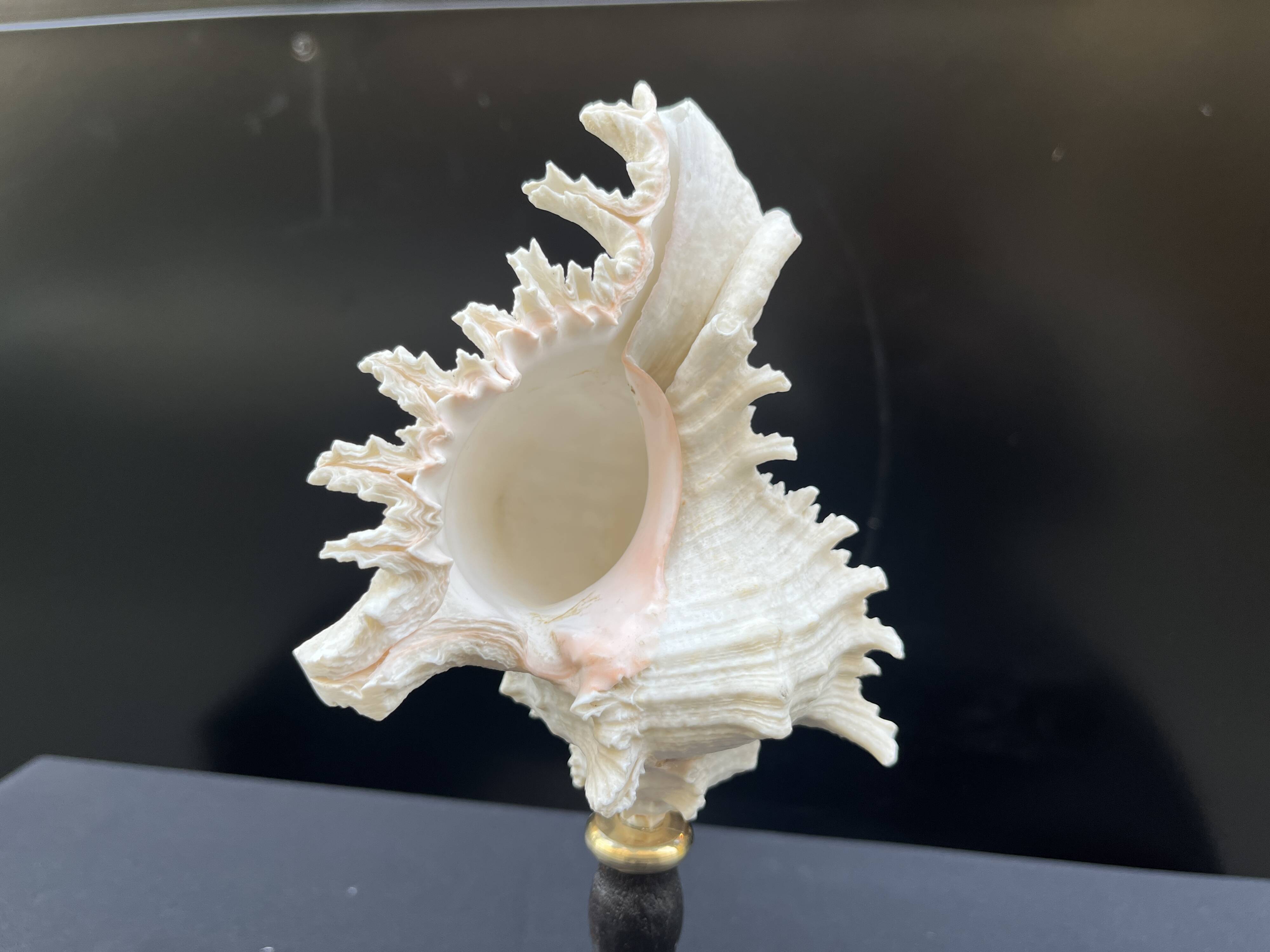 Ancien Coquillage Murex Ramosus sur socle en bois tourné Napoléon III XIXe